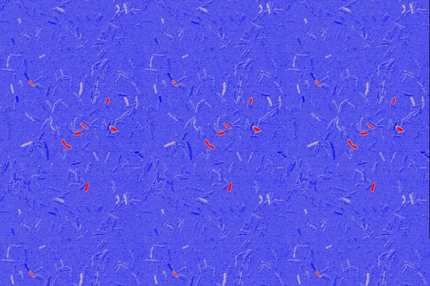Červené bakterie na tomto obrázku představují E. coli, které byly přeprogramovány tak, aby produkovaly kyselinu kolanovou kvůli přítomnosti antibiotika, cefaloridinu.