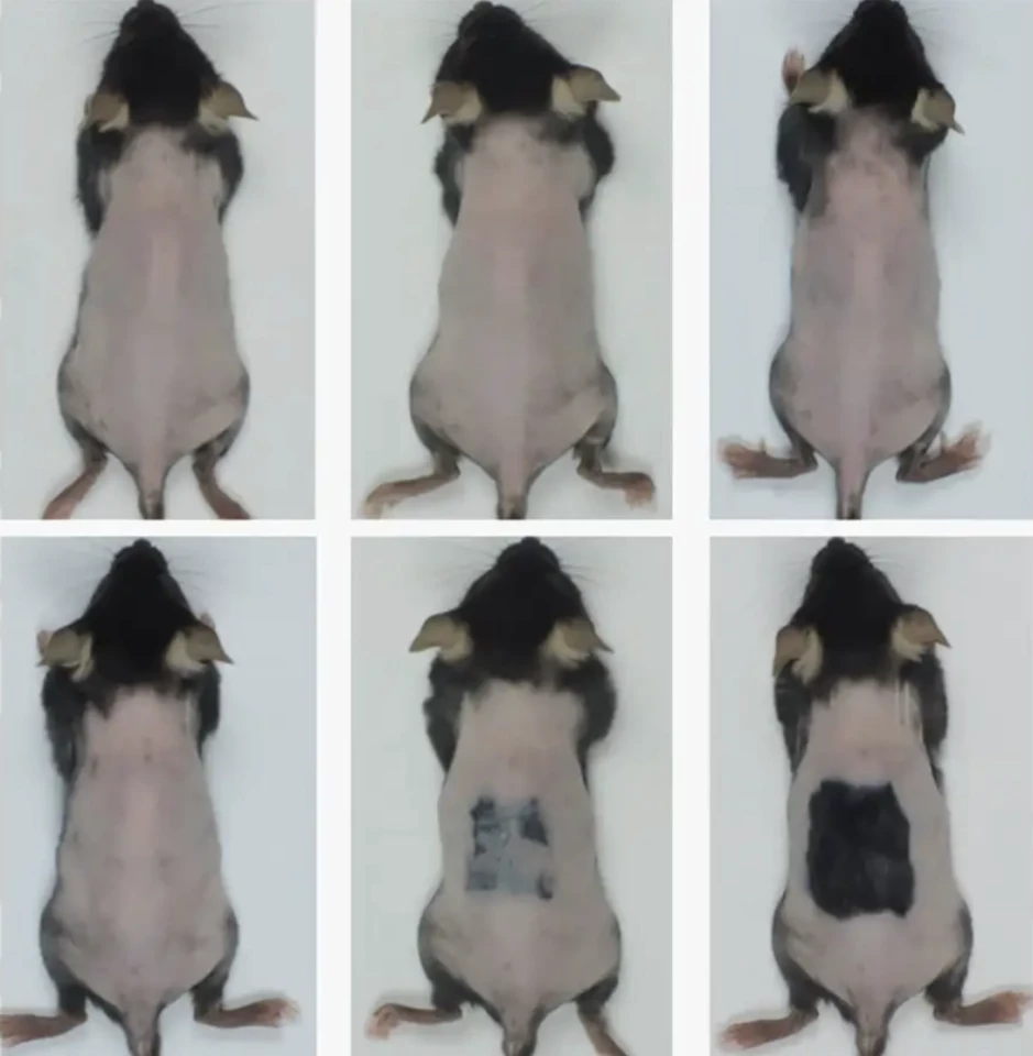 Podráždění kůže vedlo k opětovnému růstu chlupů u myší se spícími folikuly za pouhých 20 dní (spodní řádek), ve srovnání se zvířaty, která neměla žádné podráždění kůže