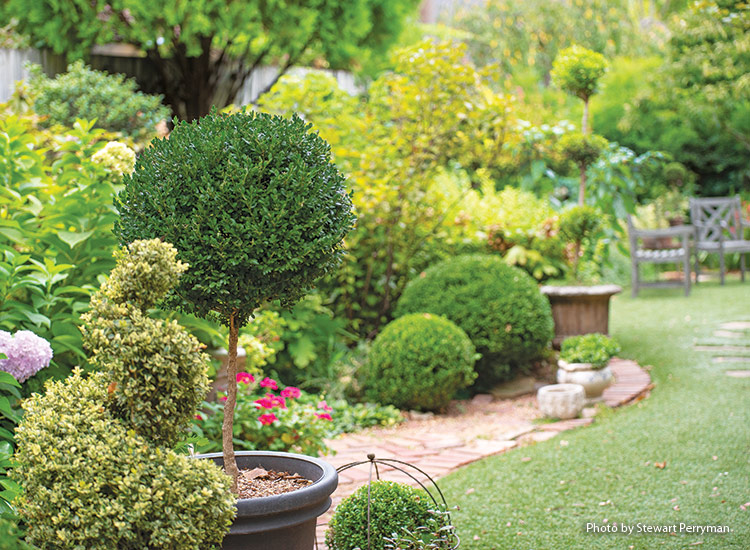 Topiary v zahradě Lindy Vaterové: Topiary mohou být jedinečným ohniskem, když jsou umístěny na okraji zahrady.